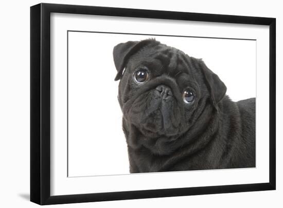 Pug in Studio-null-Framed Photographic Print