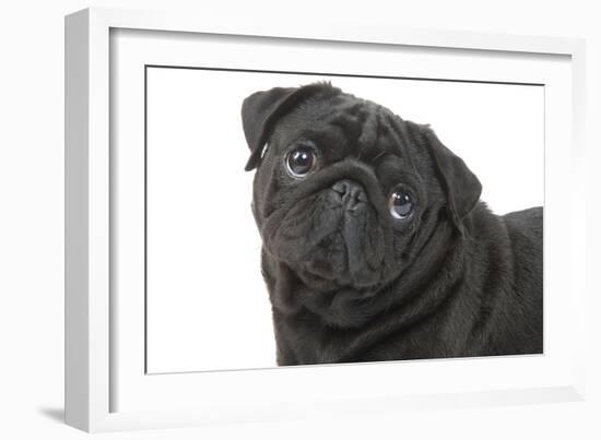 Pug in Studio-null-Framed Photographic Print