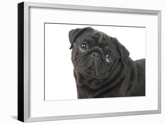 Pug in Studio-null-Framed Photographic Print