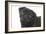 Pug in Studio-null-Framed Photographic Print