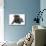 Pug in Studio-null-Photographic Print displayed on a wall