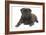 Pug in Studio-null-Framed Photographic Print