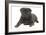 Pug in Studio-null-Framed Photographic Print