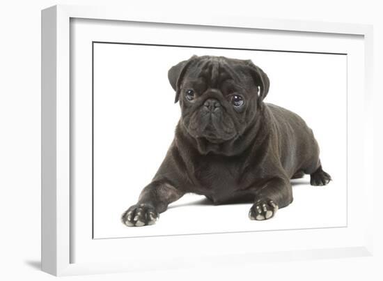 Pug in Studio-null-Framed Photographic Print