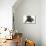 Pug in Studio-null-Mounted Photographic Print displayed on a wall