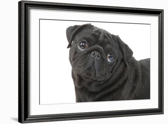 Pug in Studio-null-Framed Photographic Print