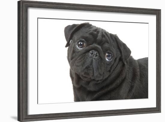 Pug in Studio-null-Framed Photographic Print