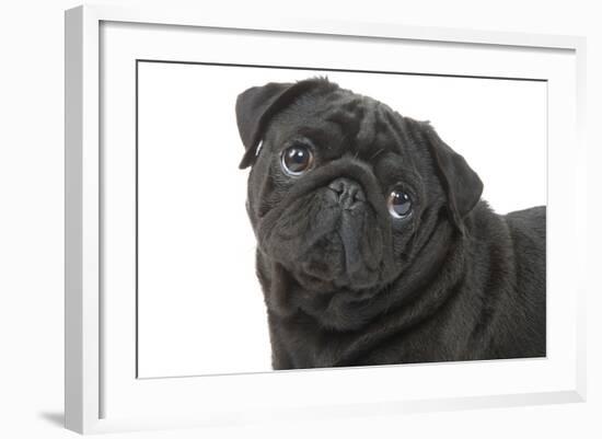 Pug in Studio-null-Framed Photographic Print