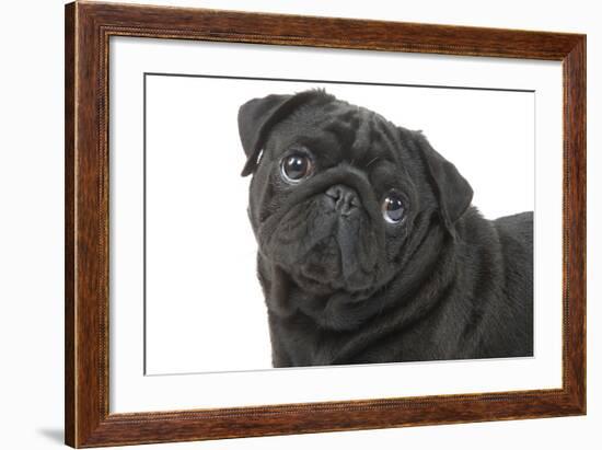 Pug in Studio-null-Framed Photographic Print