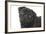 Pug in Studio-null-Framed Photographic Print