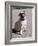 Pug Licking His Mouth-Henry Horenstein-Framed Photographic Print