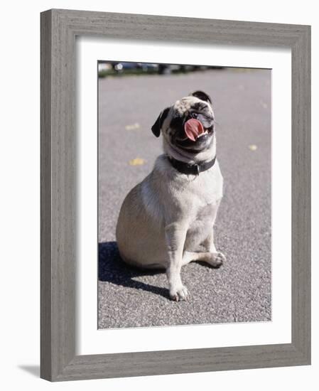 Pug Licking His Mouth-Henry Horenstein-Framed Photographic Print