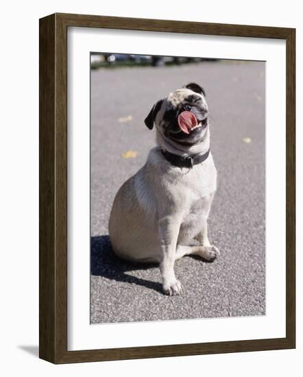 Pug Licking His Mouth-Henry Horenstein-Framed Photographic Print