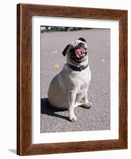 Pug Licking His Mouth-Henry Horenstein-Framed Photographic Print