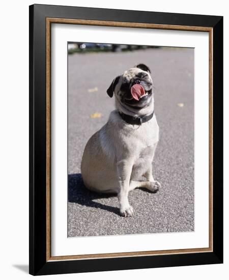 Pug Licking His Mouth-Henry Horenstein-Framed Photographic Print