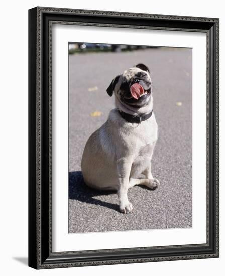 Pug Licking His Mouth-Henry Horenstein-Framed Photographic Print