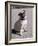 Pug Licking His Mouth-Henry Horenstein-Framed Photographic Print