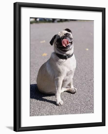 Pug Licking His Mouth-Henry Horenstein-Framed Photographic Print