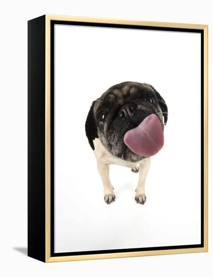 Pug Licking the Screen-null-Framed Premier Image Canvas