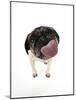 Pug Licking the Screen-null-Mounted Photographic Print