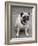 Pug on A Leash-David Herbig-Framed Photographic Print