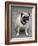 Pug on A Leash-David Herbig-Framed Photographic Print