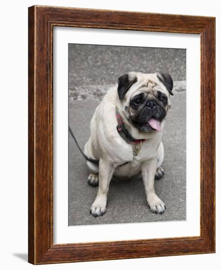 Pug on A Leash-David Herbig-Framed Photographic Print