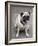 Pug on A Leash-David Herbig-Framed Photographic Print