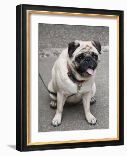 Pug on A Leash-David Herbig-Framed Photographic Print