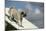 Pug on Agility Course-null-Mounted Photographic Print