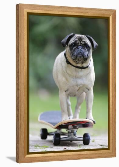 Pug on Skateboard-null-Framed Premier Image Canvas