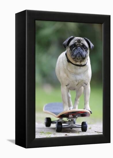 Pug on Skateboard-null-Framed Premier Image Canvas