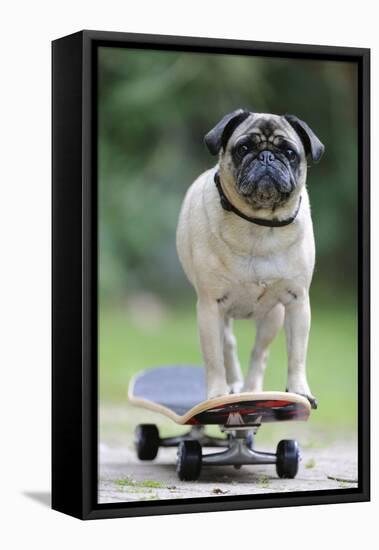 Pug on Skateboard-null-Framed Premier Image Canvas