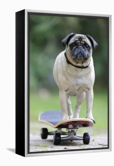 Pug on Skateboard-null-Framed Premier Image Canvas