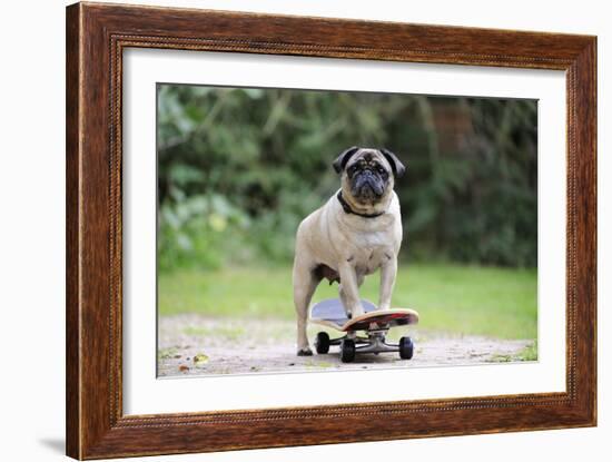 Pug on Skateboard-null-Framed Photographic Print