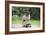 Pug on Skateboard-null-Framed Photographic Print