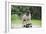 Pug on Skateboard-null-Framed Photographic Print