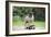 Pug on Skateboard-null-Framed Photographic Print