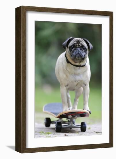 Pug on Skateboard-null-Framed Photographic Print