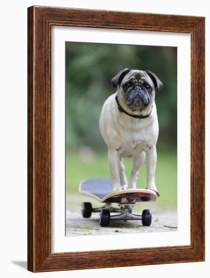 Pug on Skateboard-null-Framed Photographic Print