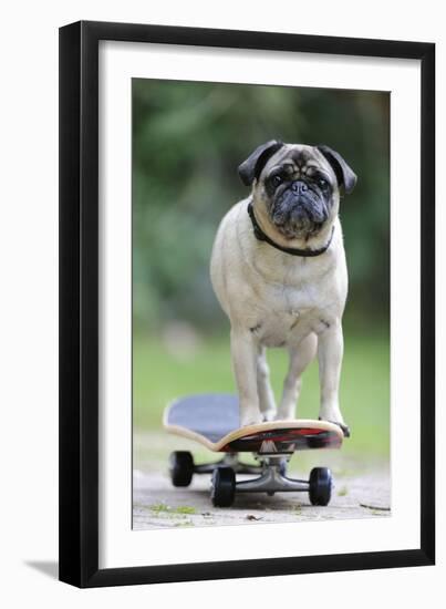 Pug on Skateboard-null-Framed Photographic Print