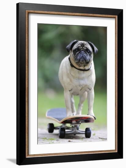 Pug on Skateboard-null-Framed Photographic Print