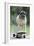 Pug on Skateboard-null-Framed Photographic Print