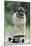 Pug on Skateboard-null-Mounted Photographic Print