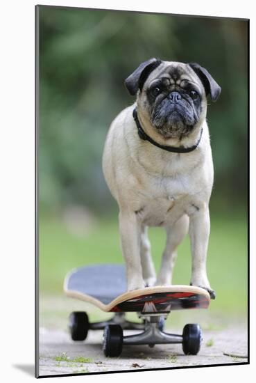 Pug on Skateboard-null-Mounted Photographic Print