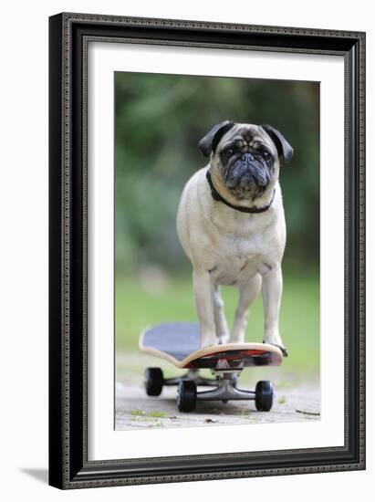 Pug on Skateboard-null-Framed Photographic Print