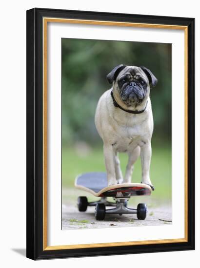 Pug on Skateboard-null-Framed Photographic Print