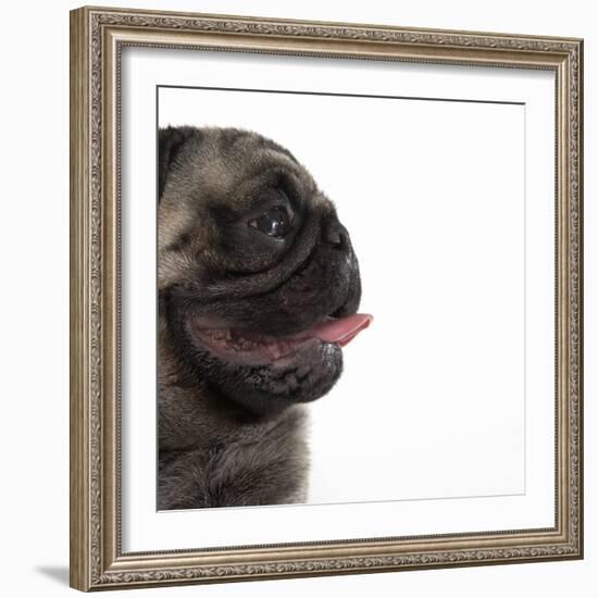 Pug Panting-null-Framed Photographic Print