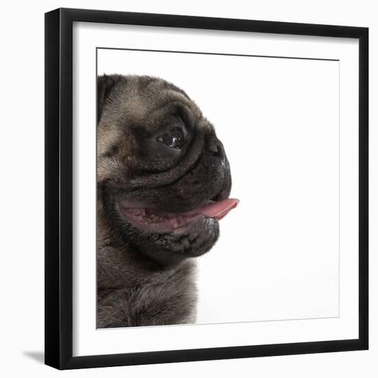 Pug Panting-null-Framed Photographic Print