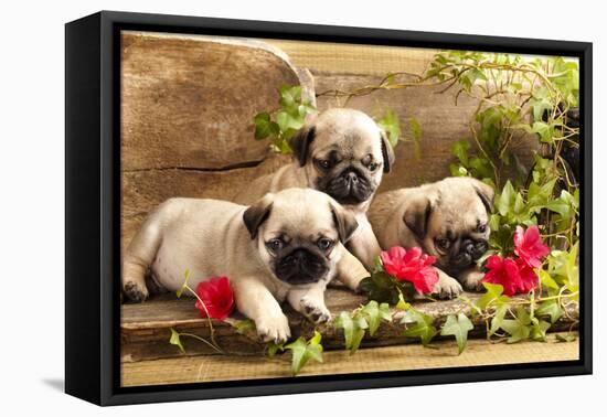 Pug Puppies And Flowers In Retro Backgraun-Lilun-Framed Premier Image Canvas
